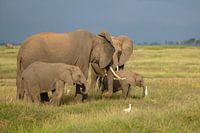 African elephant