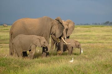 Afrikaanse olifant van Alexander Schulz
