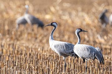 Kraanvogels rusten en eten in een veld tijdens de herfstmigratie