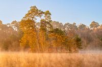 Foggy morning