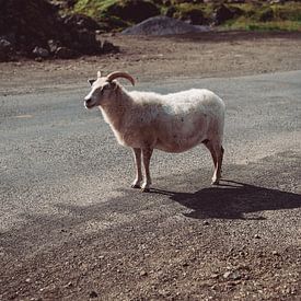 Ram in IJsland van Lauw Design & Photography