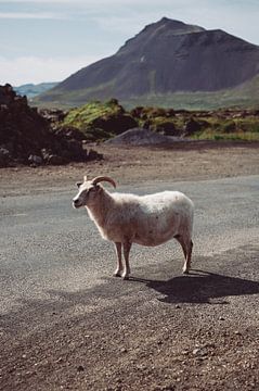 Ram in IJsland van Lauw Design & Photography