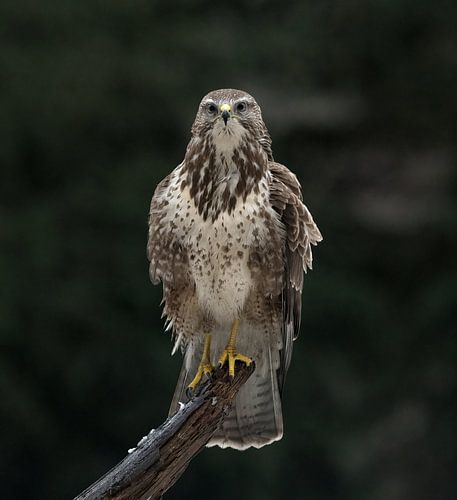 Posing blonde buzzard!