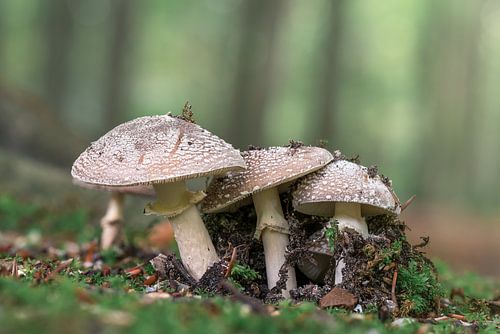 Panteramaniet in het bos, mooi zacht achtergrond