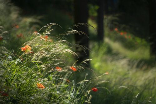 Poppies on a hill with trees