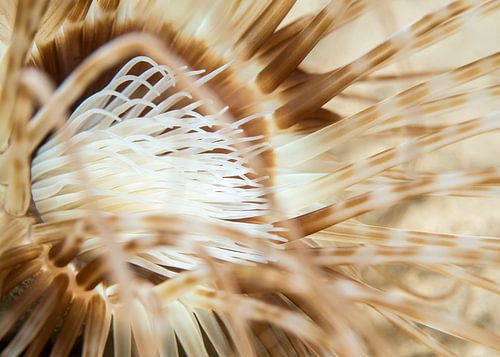 Zeriantharianer von Enak Cortebeeck