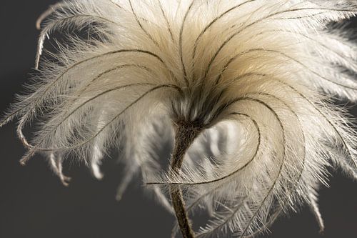 Tough yet vulnerable: Fluff in the light by Marjolijn van den Berg