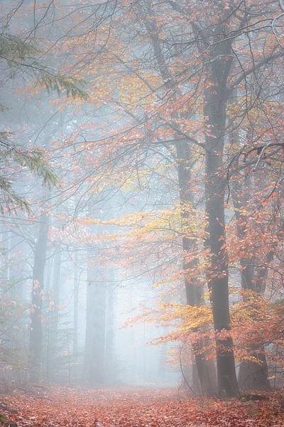 Paix et tranquillité dans la forêt d'automne | De Peel par Jeroen Segers