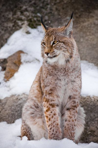 The beautiful lynx of the city sits vertically in the snow and indulgently casually looks with big c by Michael Semenov