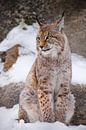 The beautiful lynx of the city sits vertically in the snow and indulgently casually looks with big c by Michael Semenov thumbnail