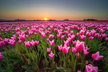 Champ de tulipes au coucher du soleil en Hollande