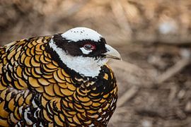 Portrait of a king pheasant by Nicolette Vermeulen