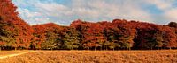 Panorama Herbstfarben der Bäume von Anton de Zeeuw Miniaturansicht