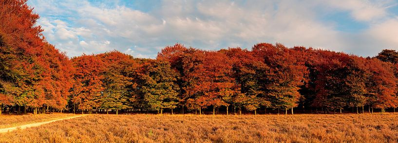 Panorama Herbstfarben der Bäume von Anton de Zeeuw