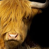 Schotse Hooglander