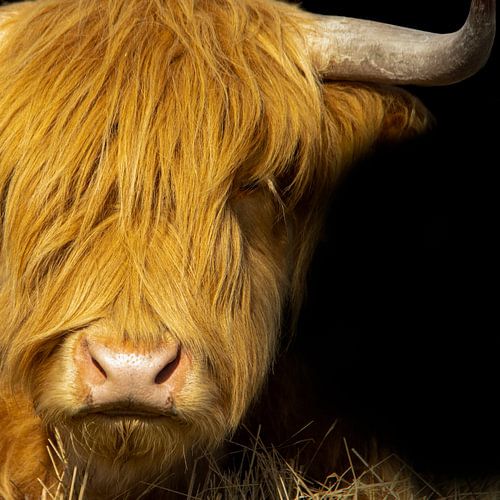 Gros plan sur le Highlander écossais