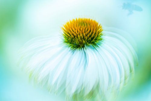 bewogen bloem met bij