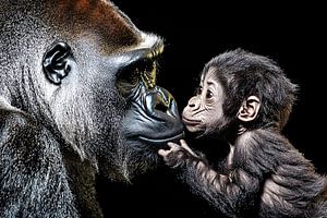 Intimer Moment zwischen Gorilla und Jungtier