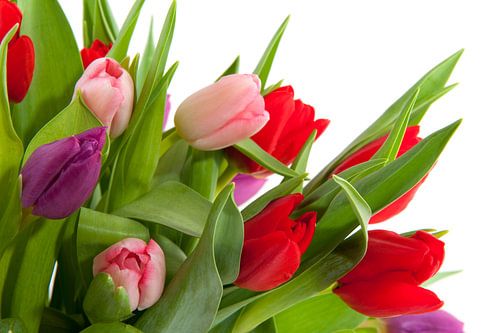 colorful tulips in pink purple and red