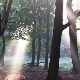 Die ersten Sonnenstrahlen im Wald (5) von rene marcel originals