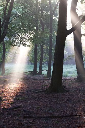 De eerste zonnestralen in het bos (5)