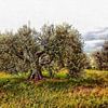 The Cat And The Olive Tree by Dorothy Berry-Lound