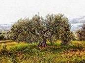 The Cat And The Olive Tree by Dorothy Berry-Lound thumbnail