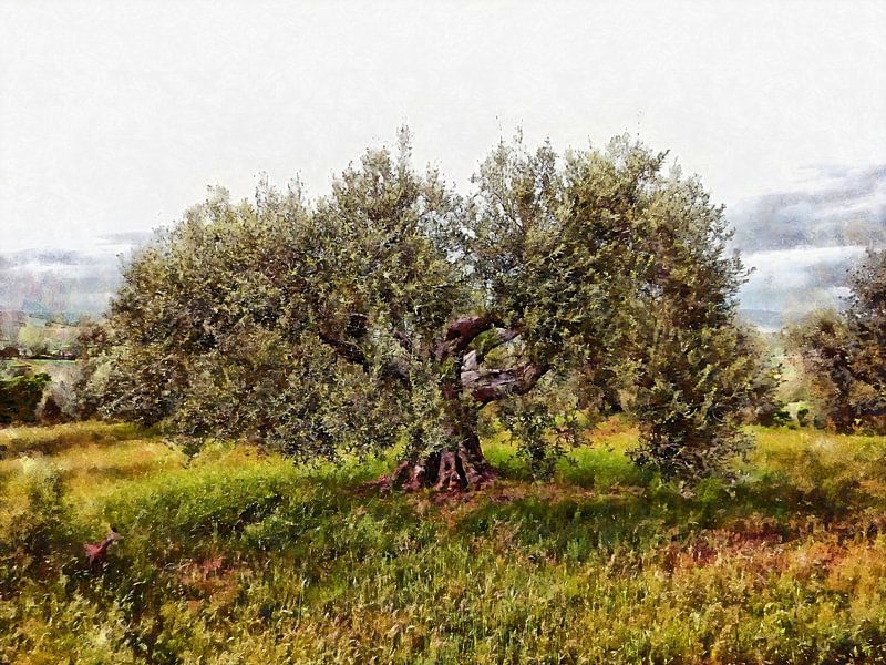 The Cat And The Olive Tree by Dorothy Berry-Lound