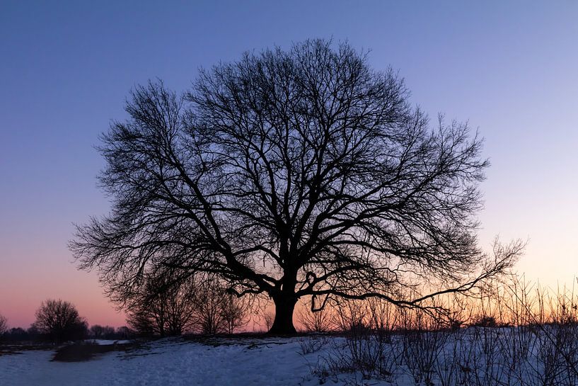 Tree in snow at sunrise by Evelyne Renske