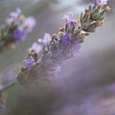 Lavendel in Ardeche van Marjolein Hermans thumbnail