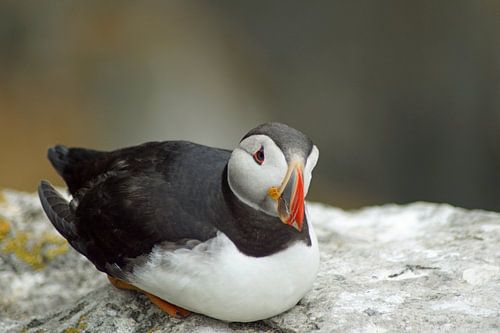 Papegaaiduikers op het eiland Skellig Michael in Ierland