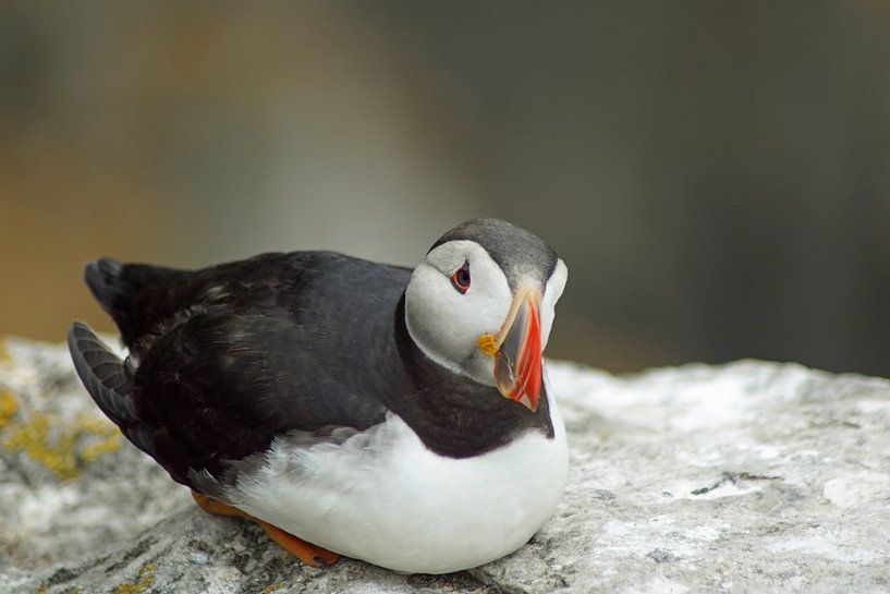 Macareux moines sur l'île de Skellig Michael en Irlande par Babetts Bildergalerie