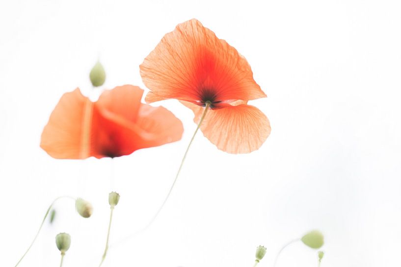 Poppy - Papaver 2022 - 8.1 by Danny Budts