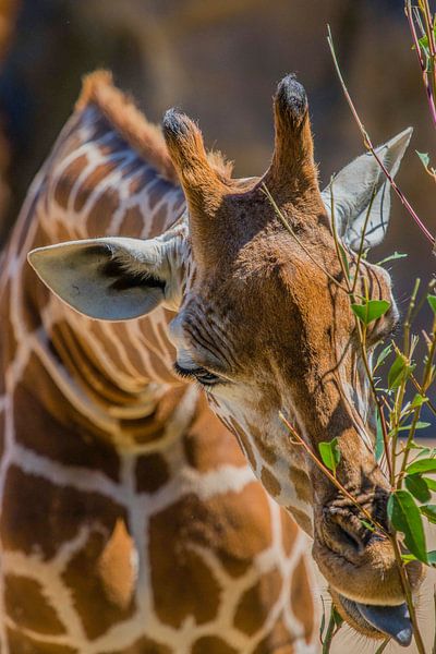 "Hongerige giraffe" in Australië van Kaj Hendriks