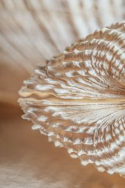 The lines of a shell by Marjolijn van den Berg
