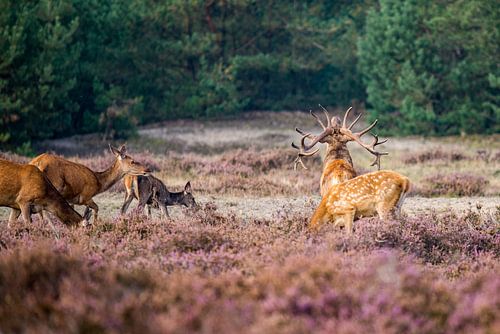 Burlend edelhert op de Veluwe