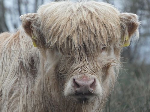 Schotse hooglander kalf