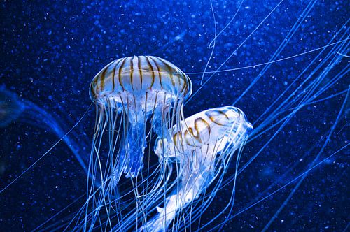 Een kwallen die in het aquarium zweeft, wordt geïsoleerd afgebeeld. Ze heeft lange tentakels. Zeedier.