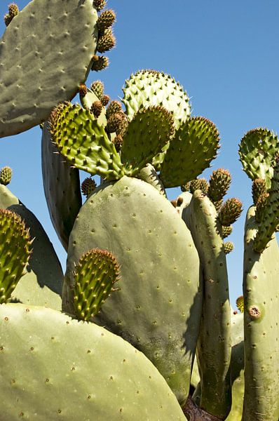 Fig cactus or disc cactus by Margot van den Berg