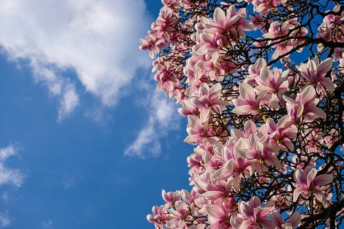 Magnolie in voller Blüte