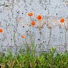 Poppy in the wild by Jacques Jullens