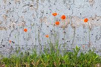Mohn in freier Wildbahn