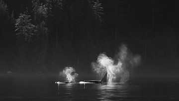 Orca's in magischem Licht (s/w) von Peter van der Horst