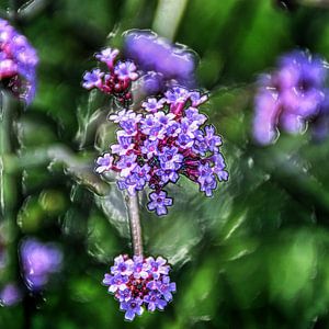 Digital Art Medium Flowers