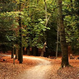 Wandelpad in het Hollands duingebied van Yvonne van Dormolen