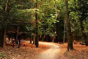 Path into the woods sur Yvonne van Dormolen