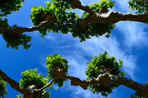 Platanes ou sycomores se faisant face et poussant l'un vers l'autre