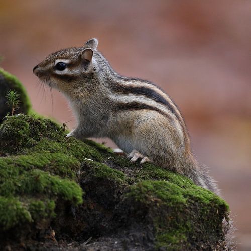Écureuil terrestre de Sibérie