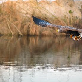 white-tailed eagle by Andy van der Steen - Fotografie