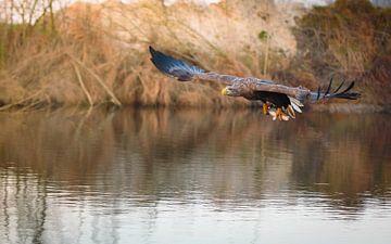 white-tailed eagle by Andy van der Steen - Fotografie